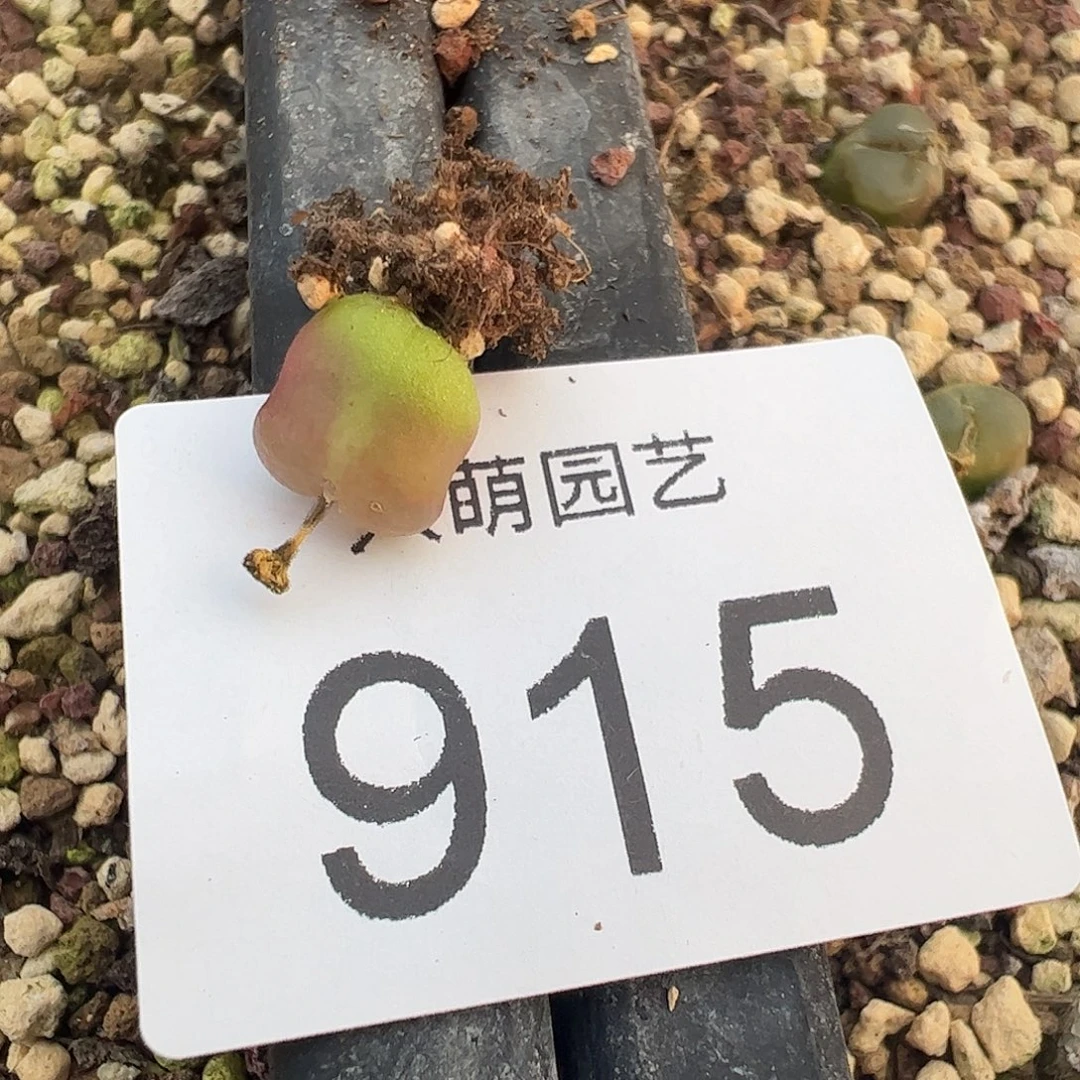 一物一拍            脱土发915