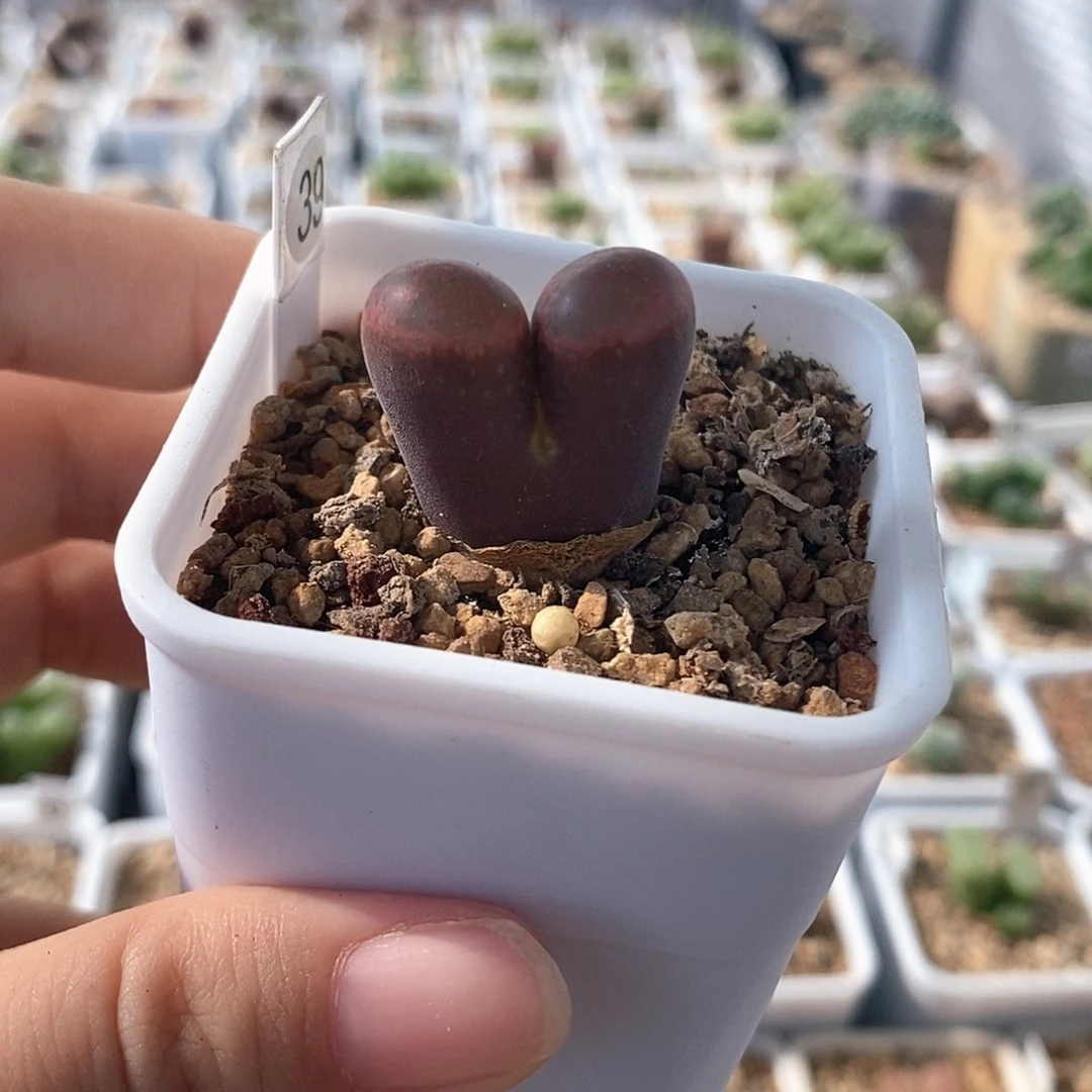 一物一拍大型红风铃f系