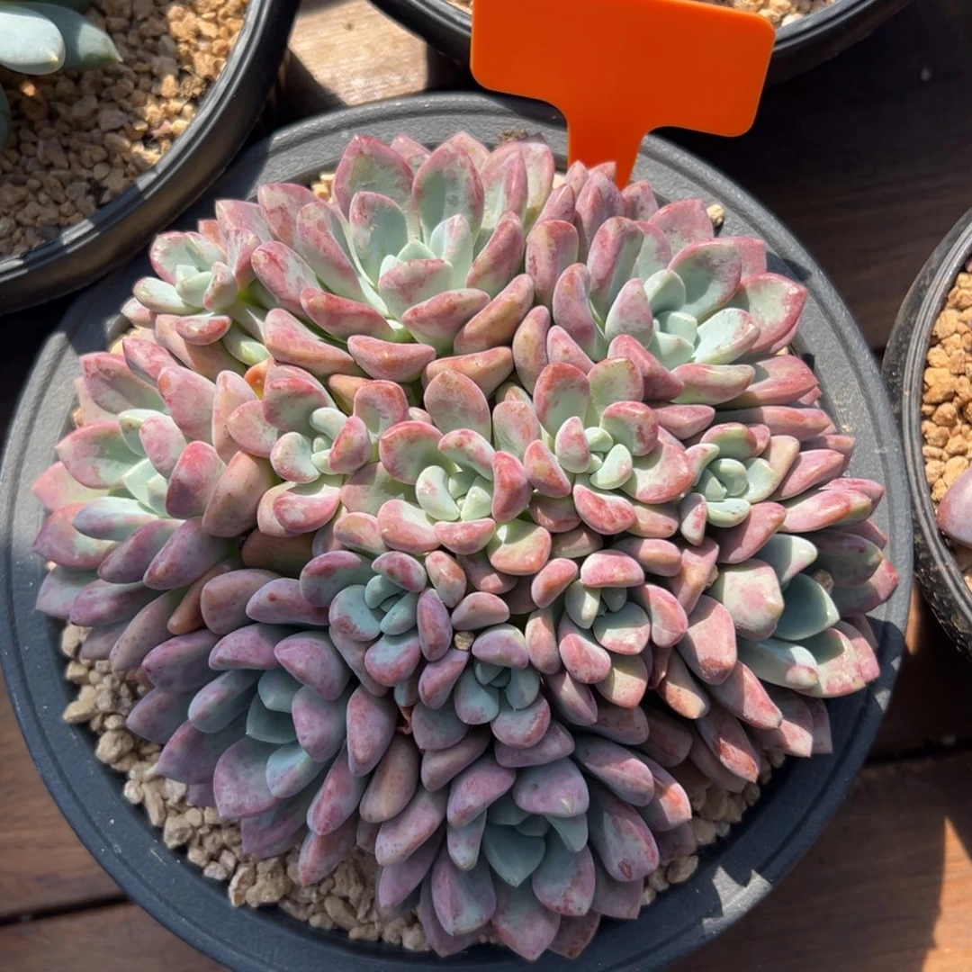 花斑鹿1111111111111