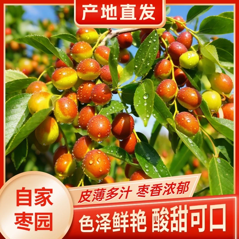 朝阳大枣孙家湾平顶甜枣鲜枣红枣新鲜正宗现摘新枣脆枣特产
