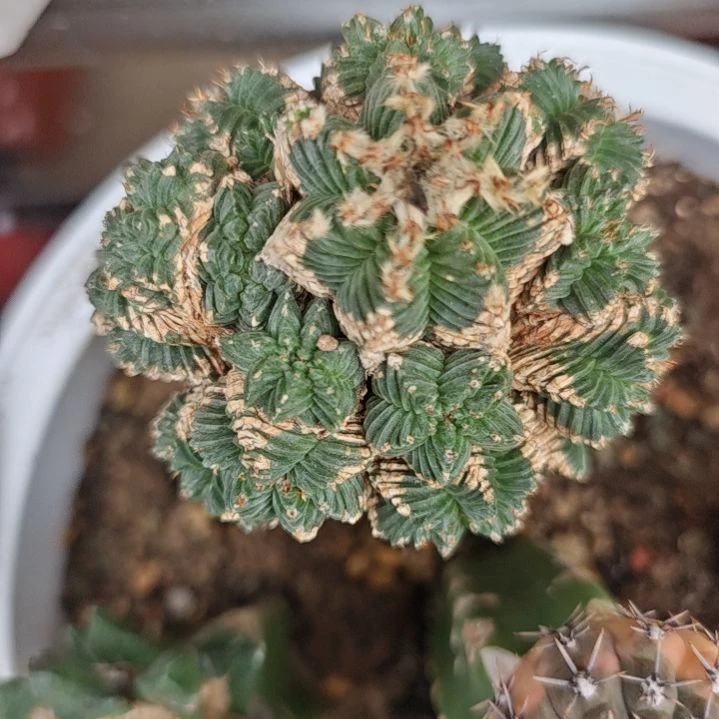 一物一拍，仙人球苗接！