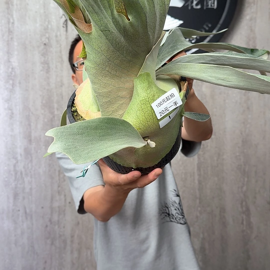 无花朵绿植绿植绿植绿植