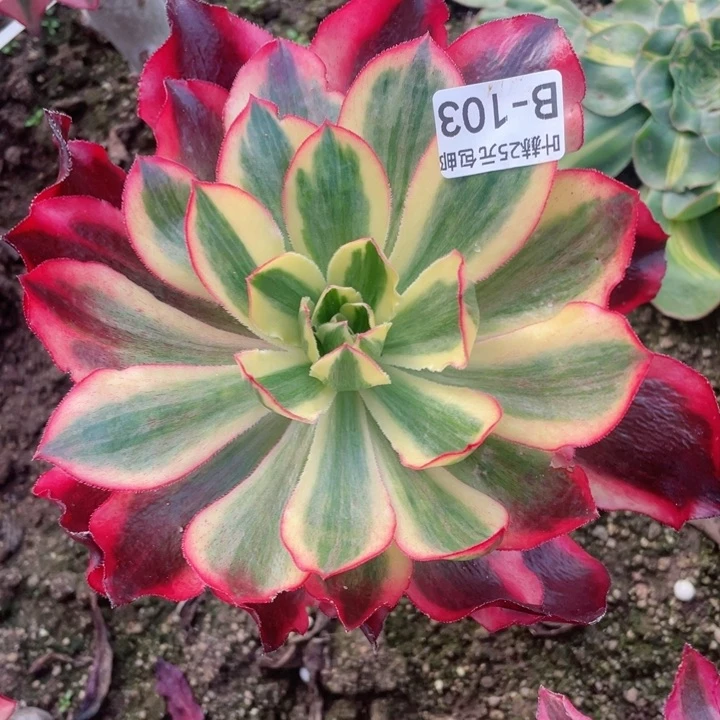 103魅影嫁接多肉12345678