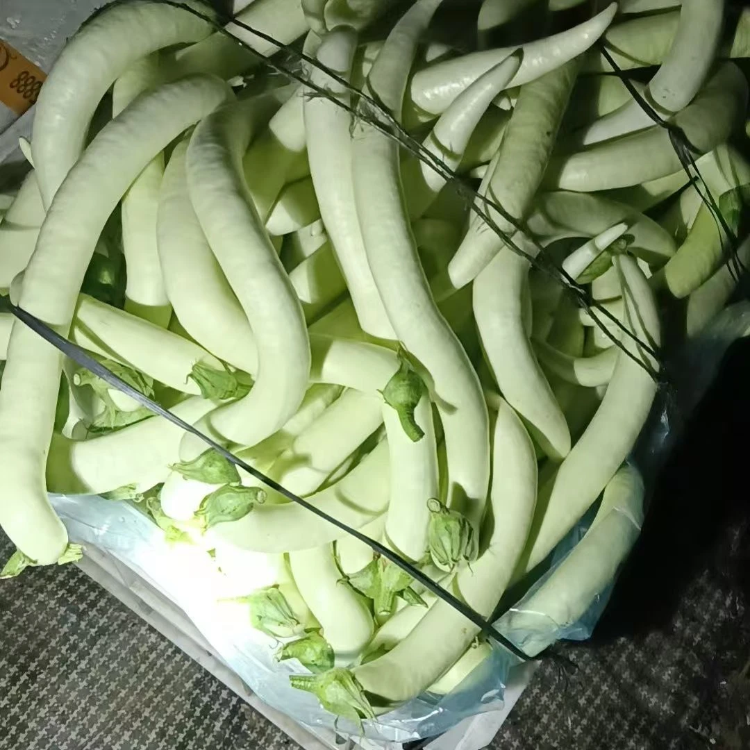 潮汕本地白茄农家露天种植新鲜当季白茄新鲜软糯香甜无比新鲜采摘