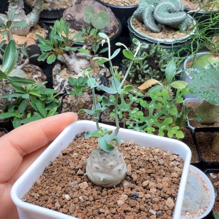 羊玉大戟 332 仙人球