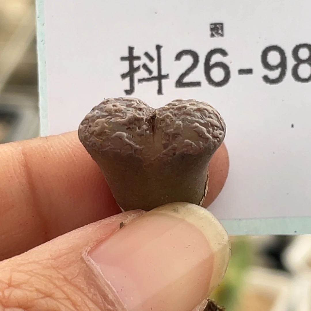 童***话26-98肉锥多肉植物