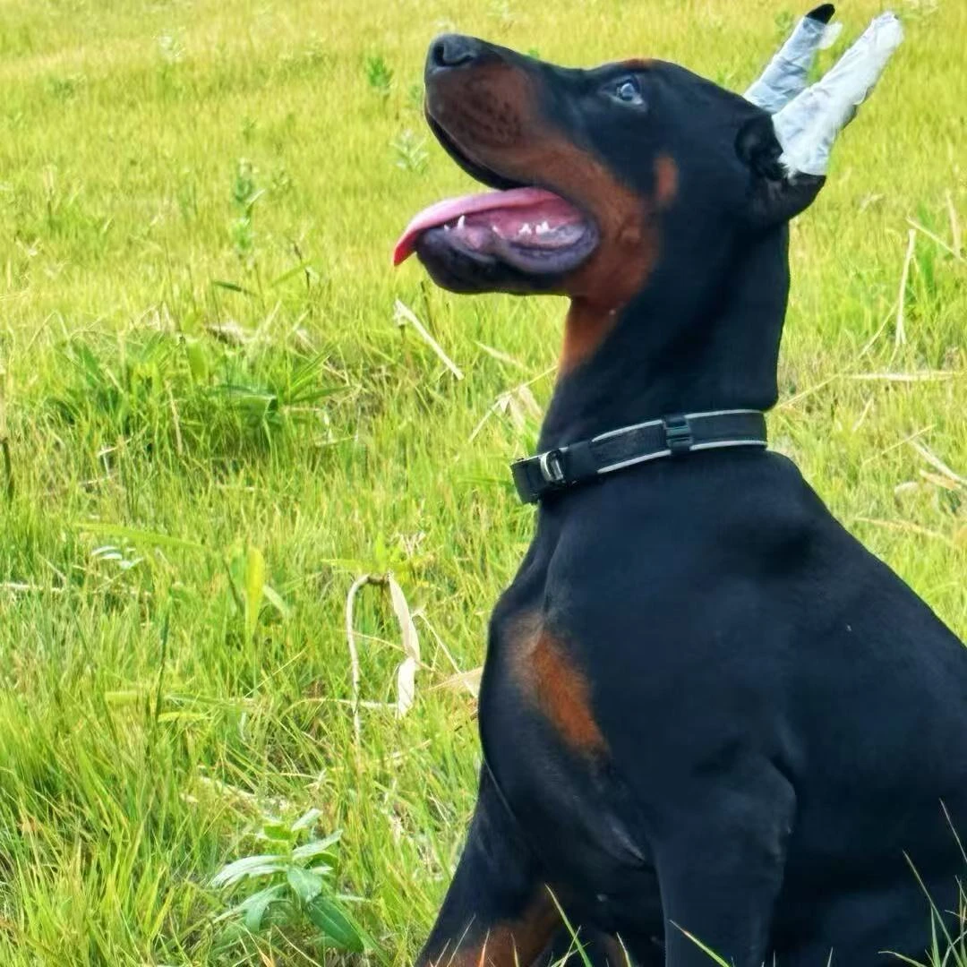 麒麟阁杜宾幼犬活体高级宠物伴侣犬大型犬宠物看家护院