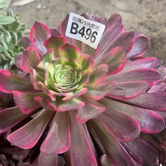 爱*鸟多肉植物一个