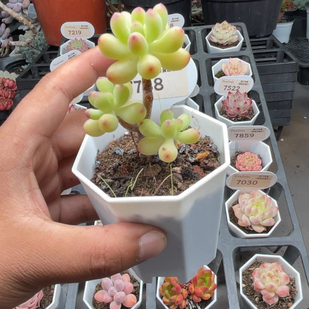 7788乙女心4.0厘米