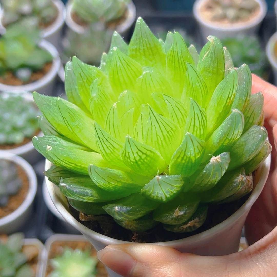 樱水晶母本多肉多肉一颗