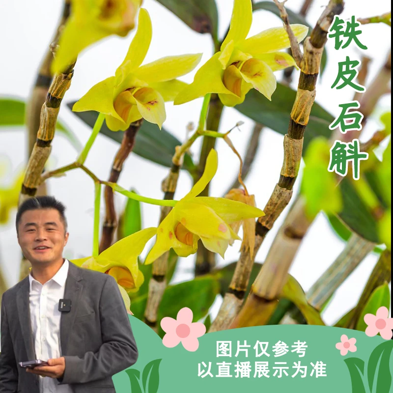 【云】铁皮石斛室内阳台观花植物花卉盆栽四季观花