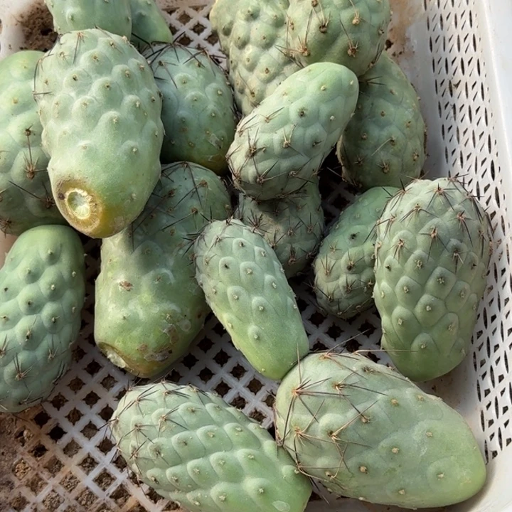 无花朵福利一筐习侧牙658