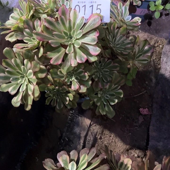 萍***逢0115维纳斯多肉植物