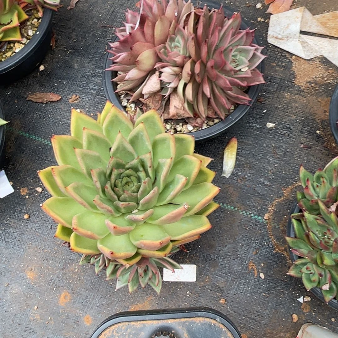 若如东云组拍D500