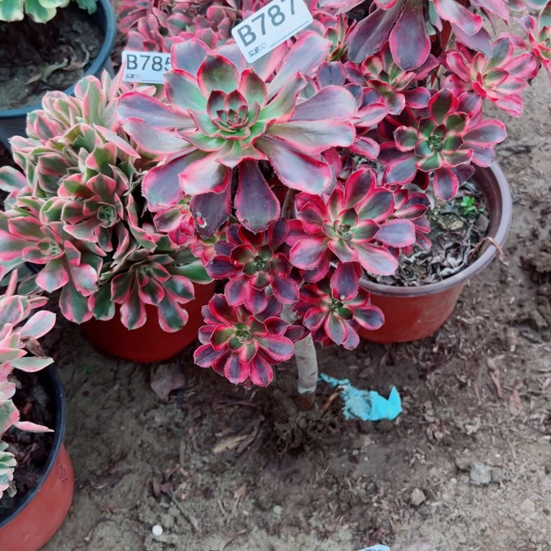 787丽娜多肉植物法师