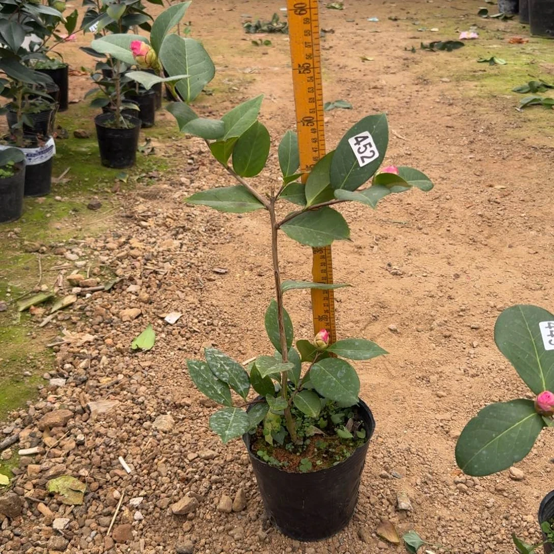 少量花朵（建议范围：2朵-5朵 或40%以下）452姚黄