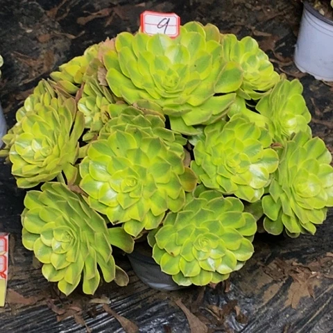 老***王雨荷轮回老桩捧花9号