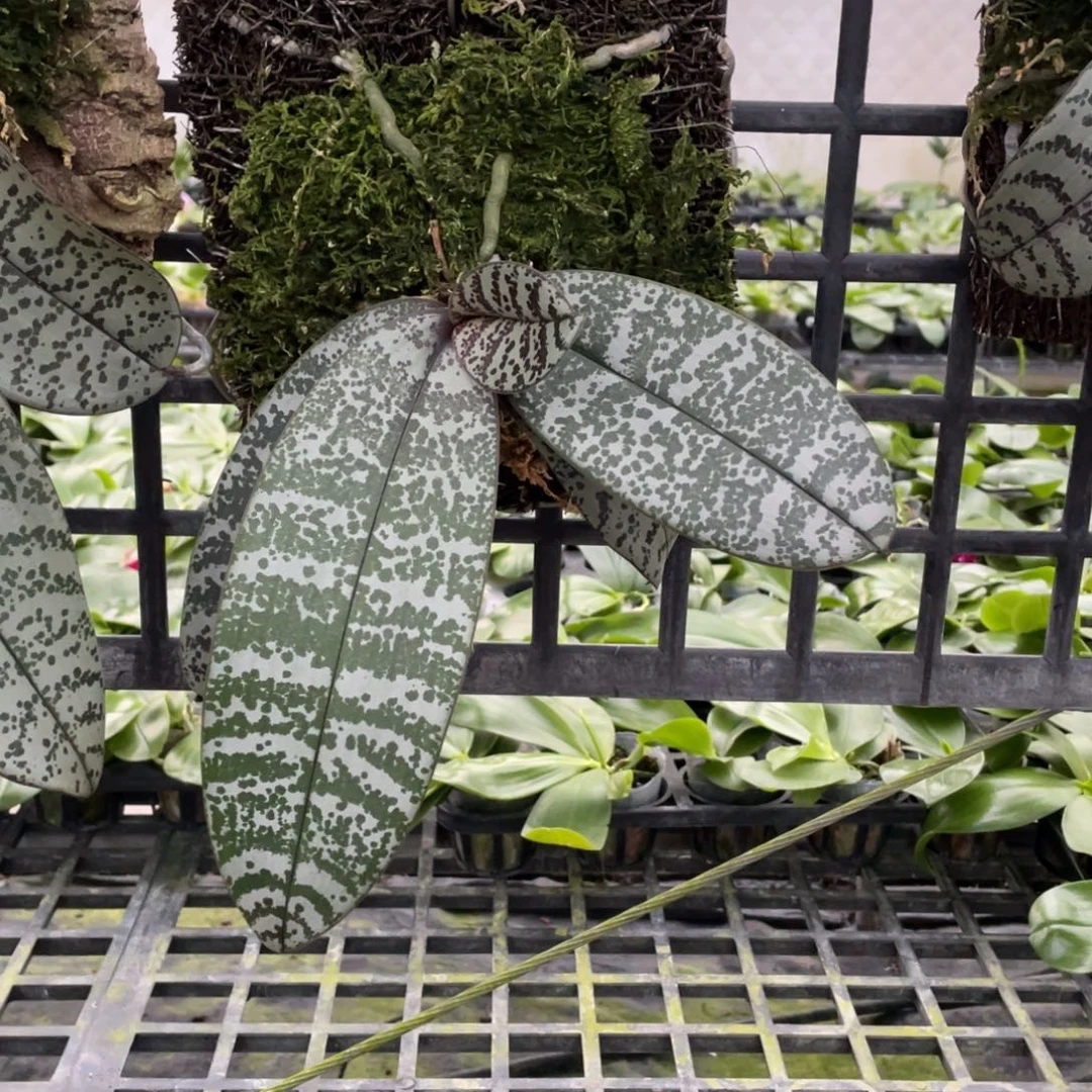 当前无花栽培后可以开花