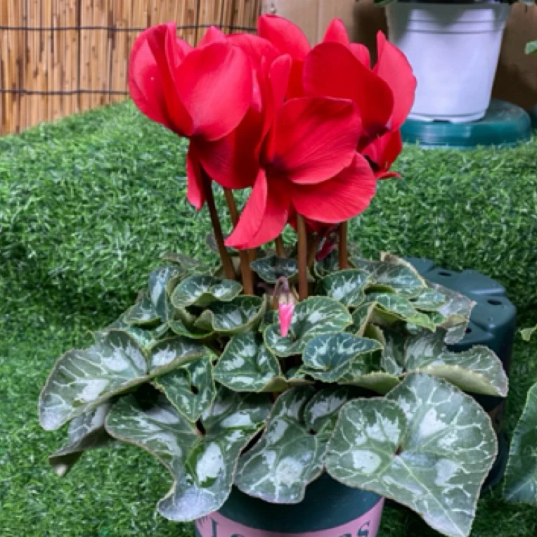 F1代仙客来（0.5加仑）室内阳台花卉