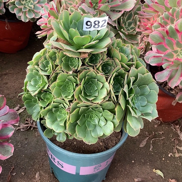 多肉植物金秋老982