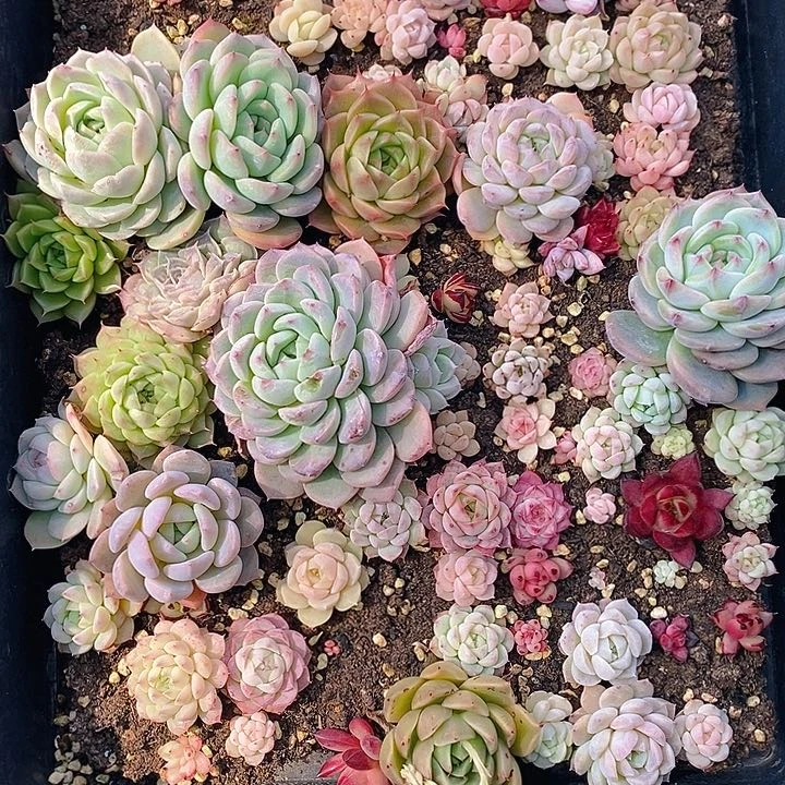 2 多肉植物盆栽花卉植物