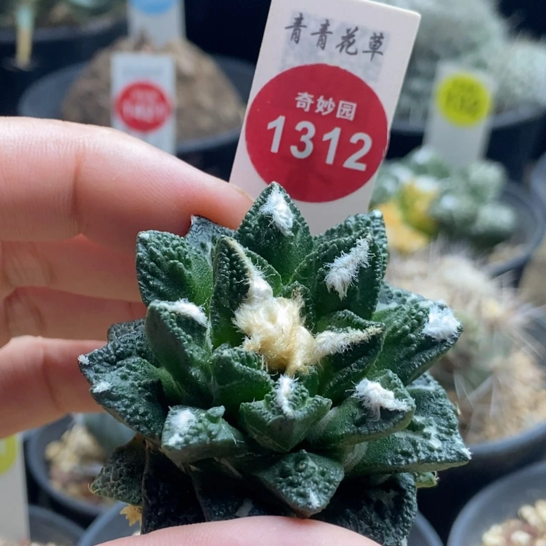 辛顿牡丹萝卜根5.2厘米