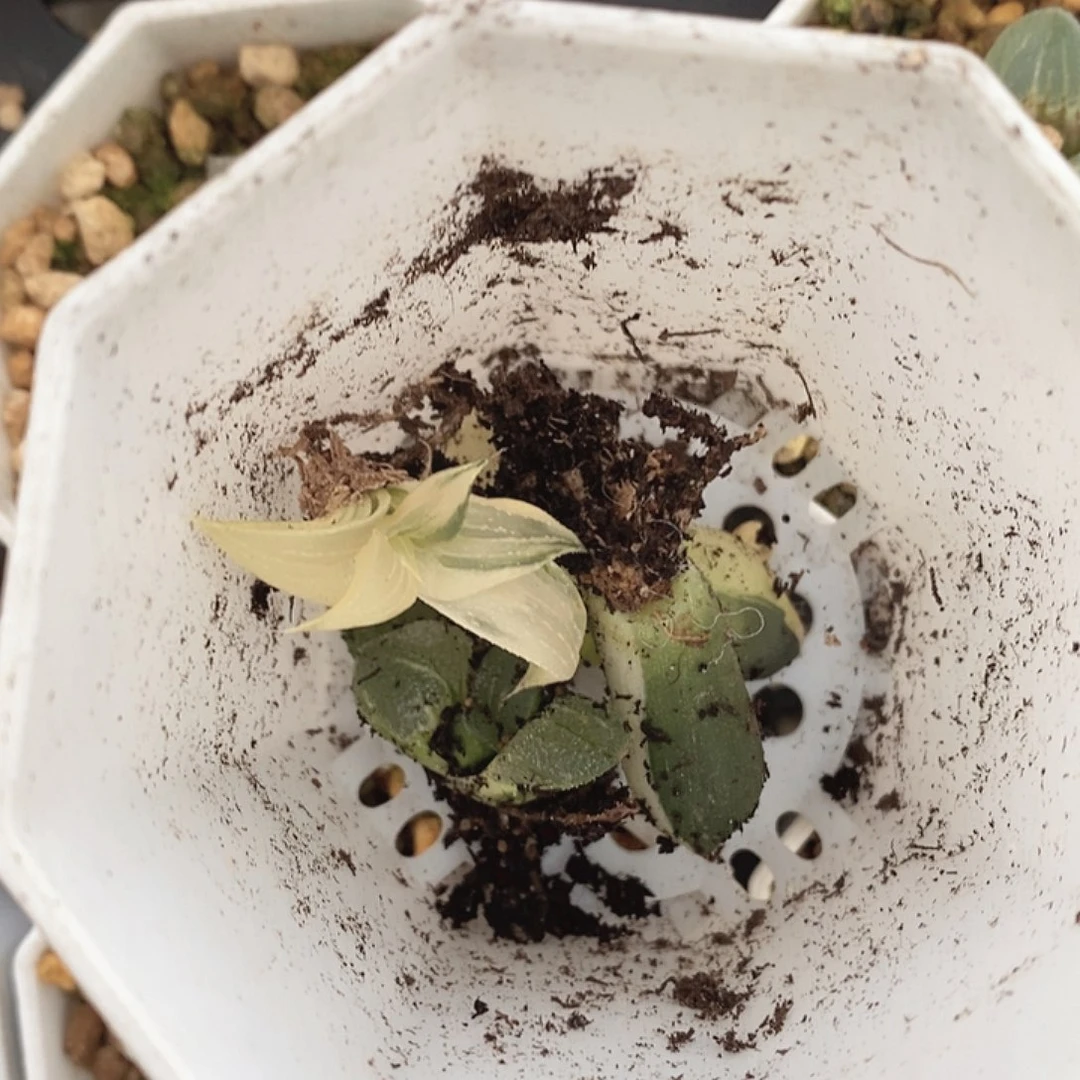 玉露十二卷多肉植物