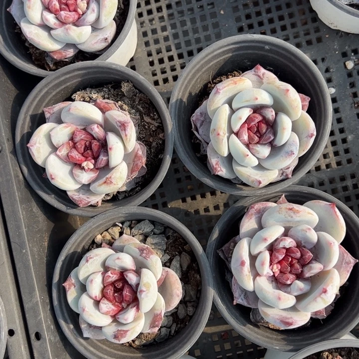 雪天使一颗量拍多肉满20包邮下午发