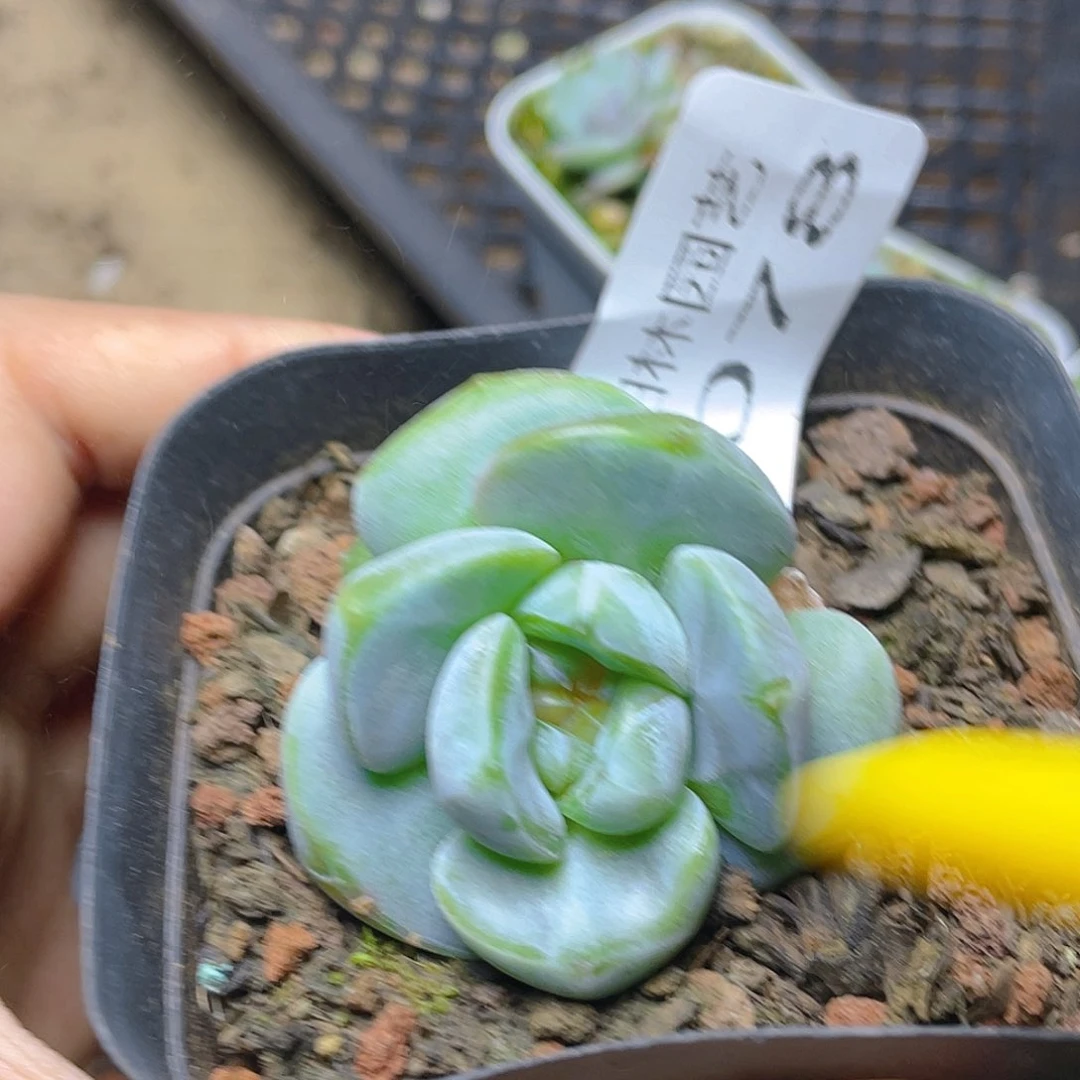 多肉植物多肉植物78