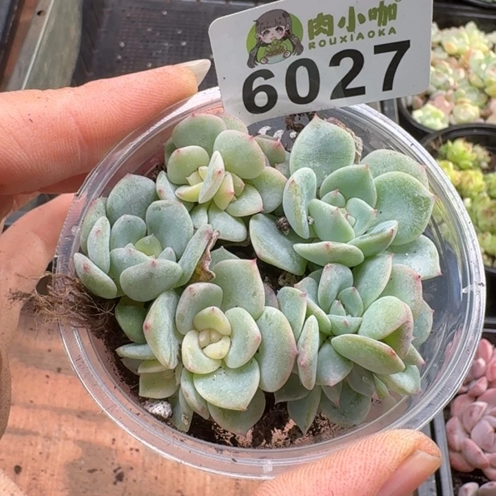 多肉植物多肉植物