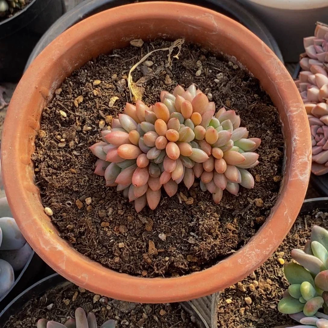 X**肉48包邮一物一拍多肉植物