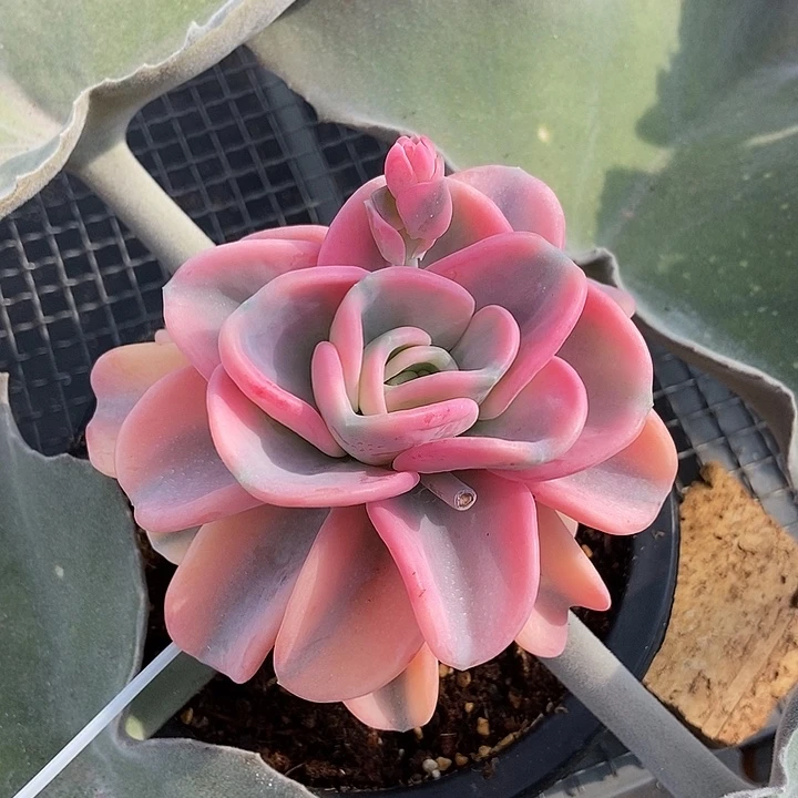 美尻锦带嫁木发货