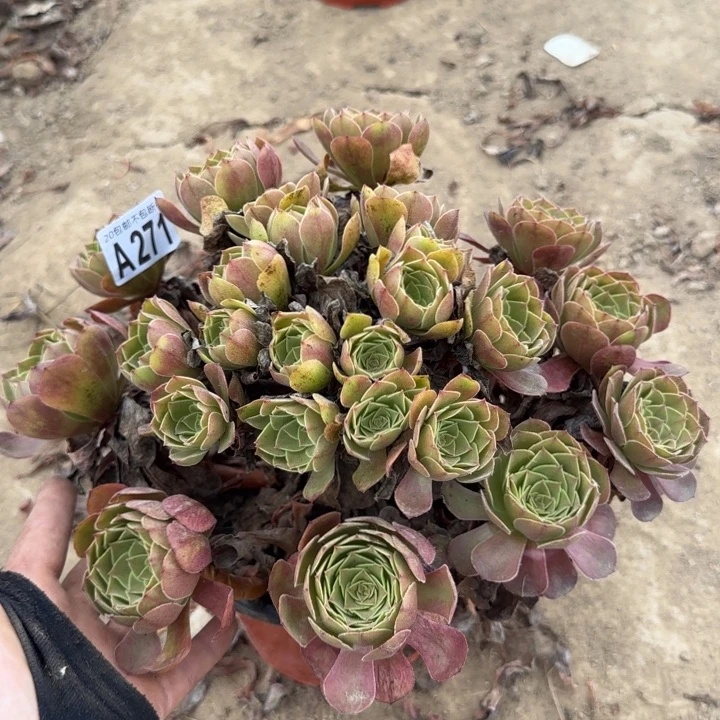 黑魔……多肉植物……