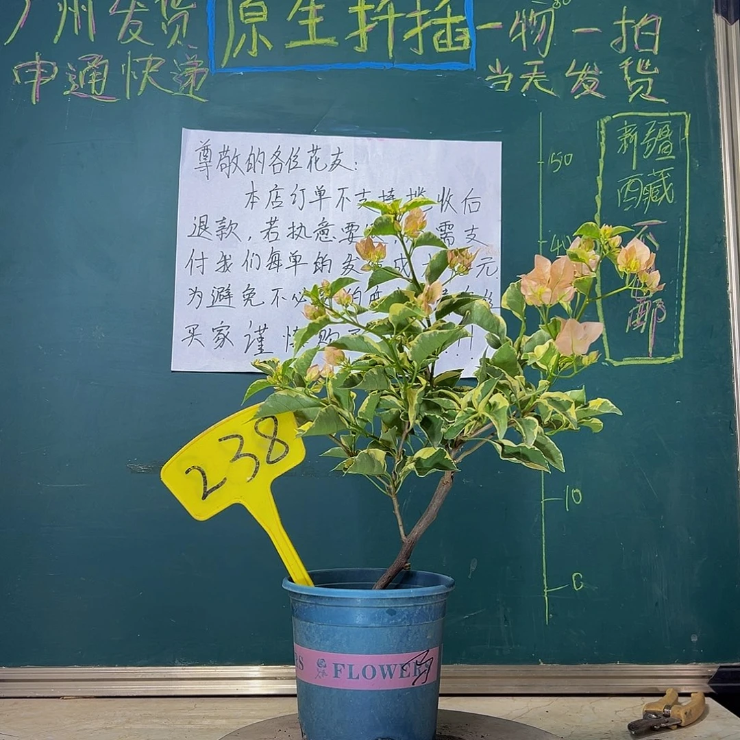 当前无花栽培后可以开花马斯 238