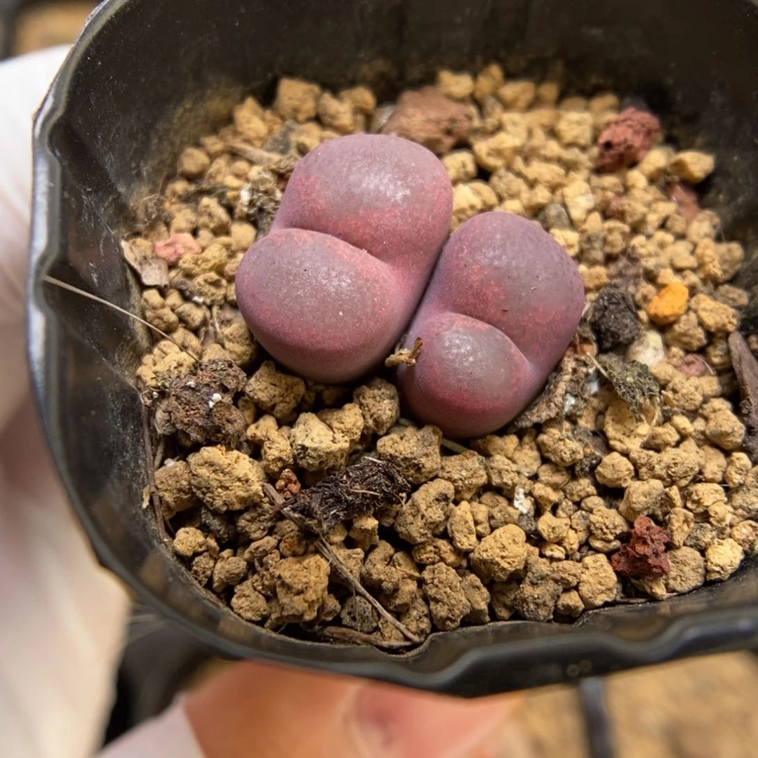 多肉植物肉锥杂交K-3615 勋章杂