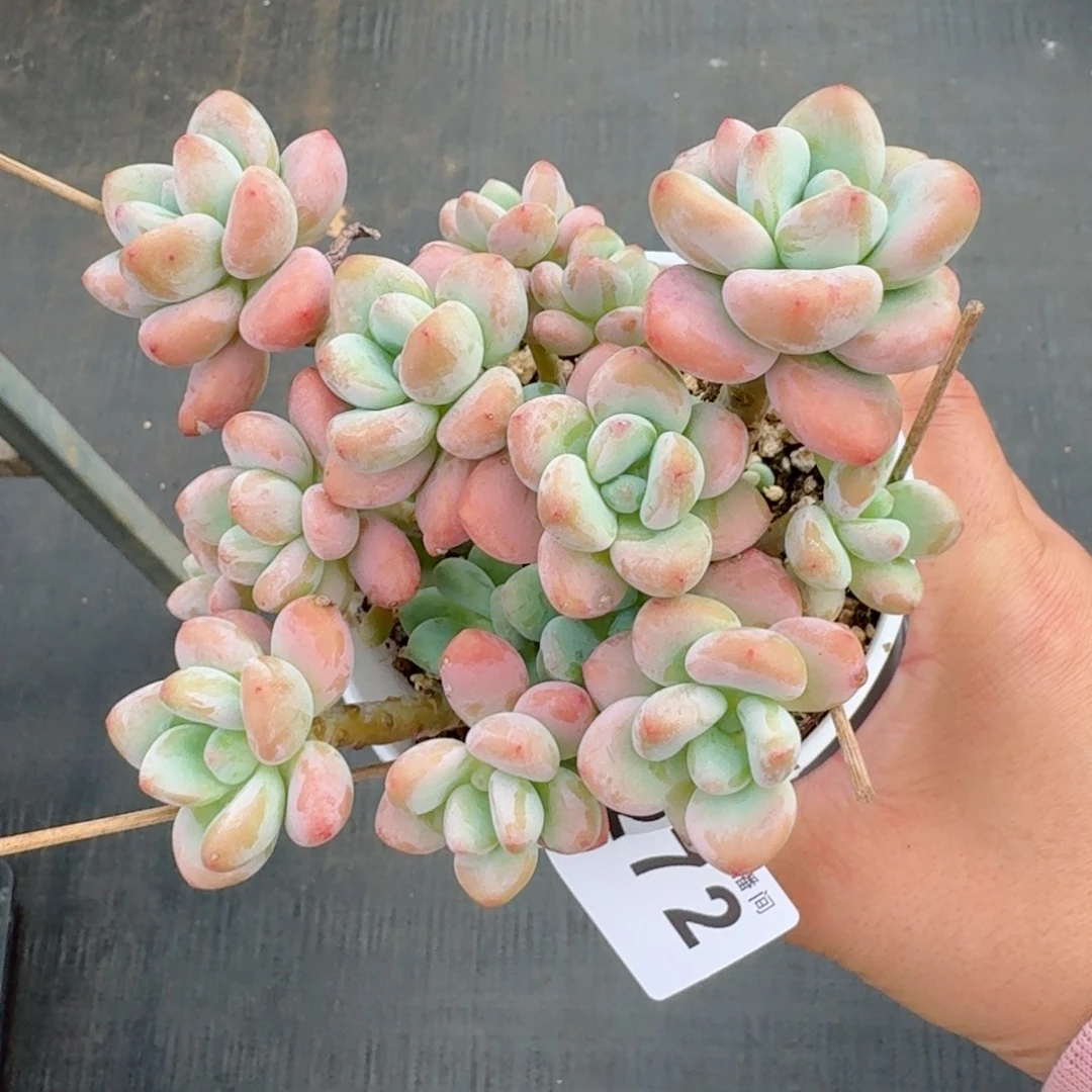 香水洛神            精美多肉植物