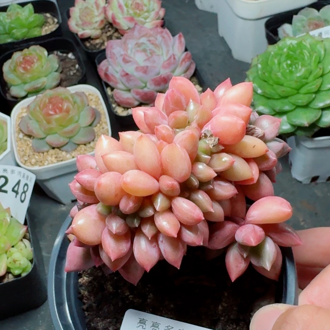 桃花源缀化            精美多肉植物