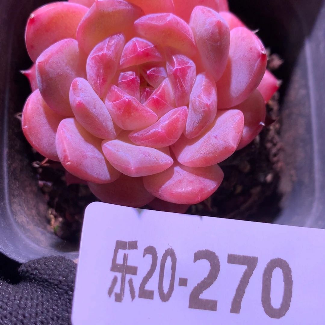乐然20-270 新品