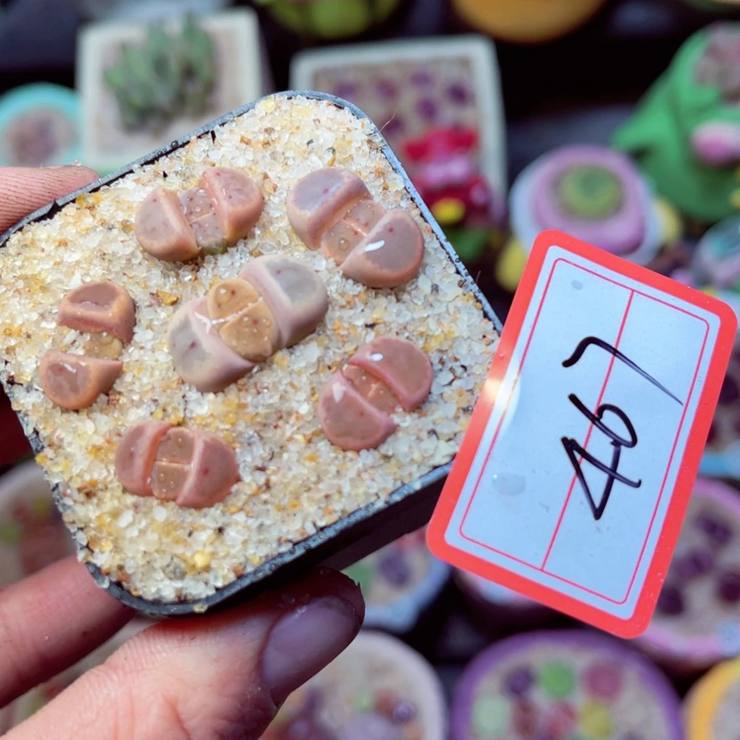 467生石花带盆发