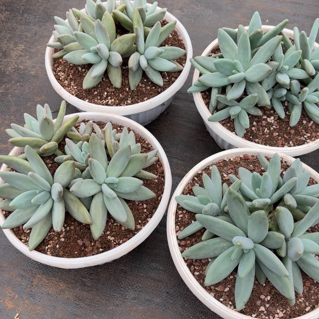 B**s企鹅大群多肉植物