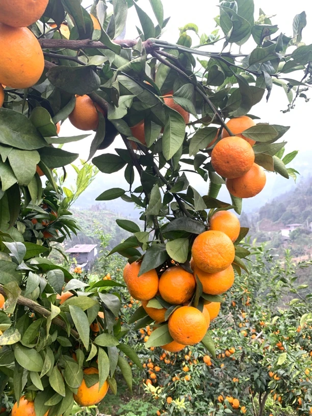 云南新鲜现摘具丑沃柑当季水果果肉细腻产地直发包邮