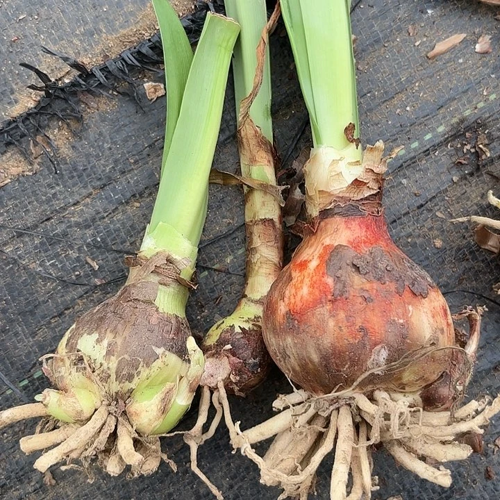 无花朵品种盲盒三颗组