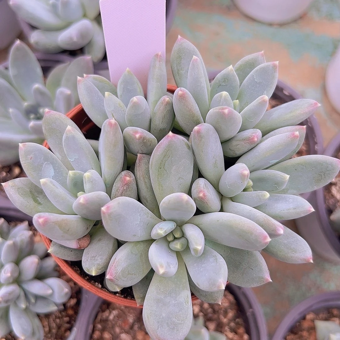 五头自然群多肉111