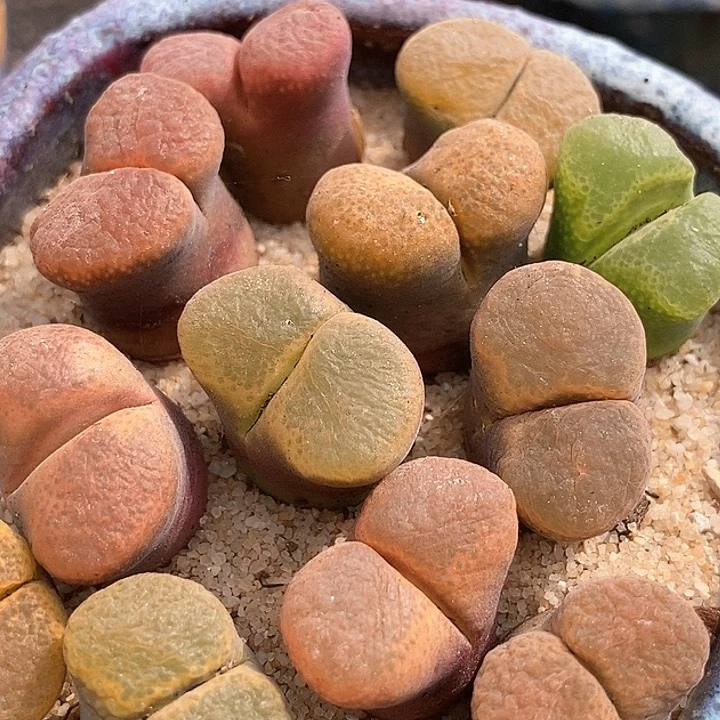 六年风铃母本一颗