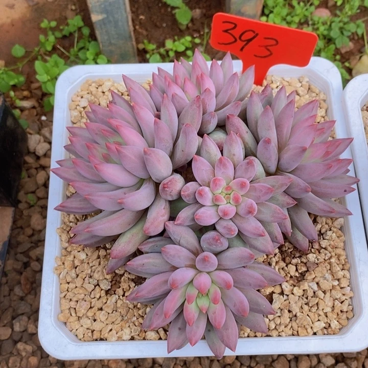 荣***儿你就在家里吃好吧