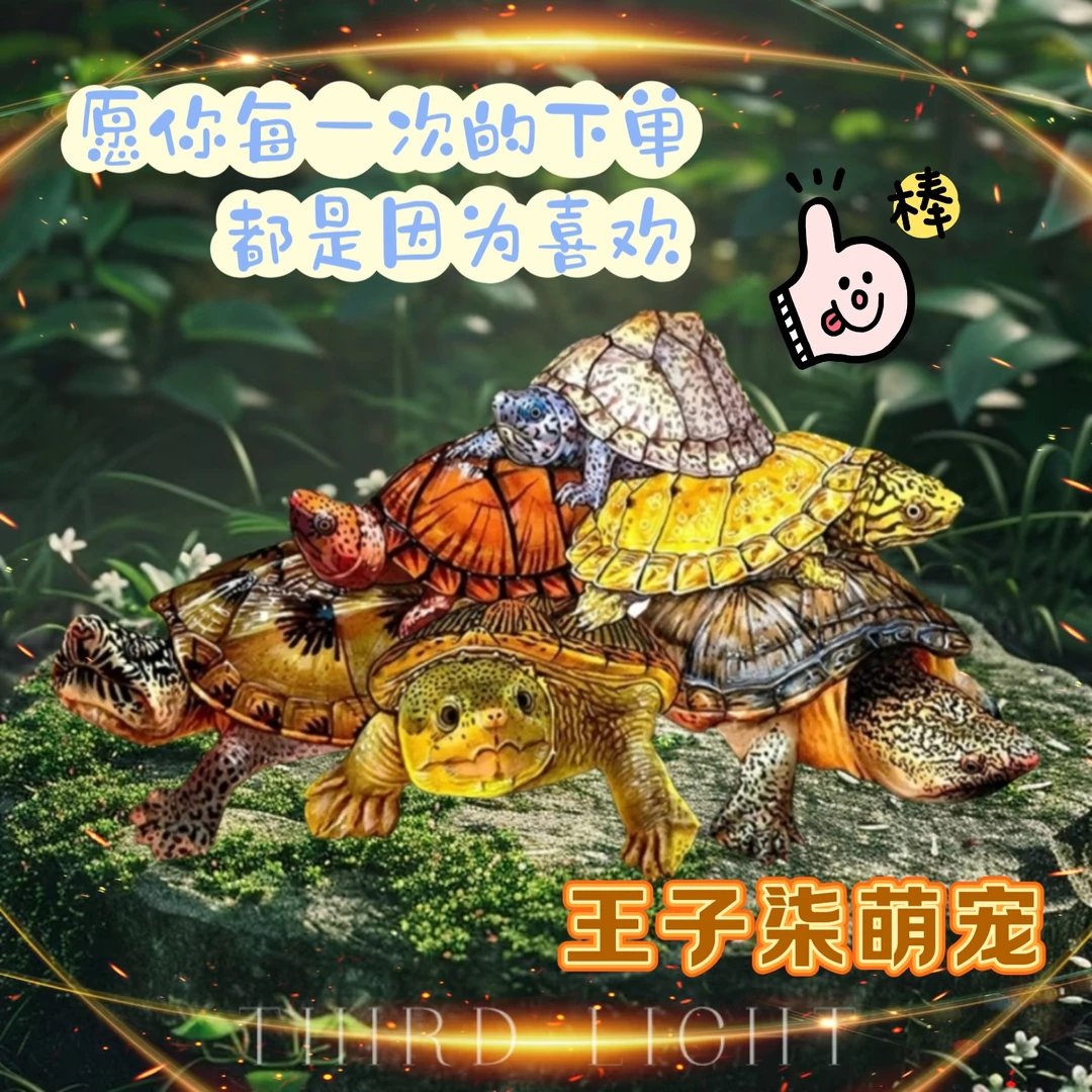 王子柒萌宠-直播剃刀麝香红面头盔西非木纹活体沼泽侧颈龟小青龟
