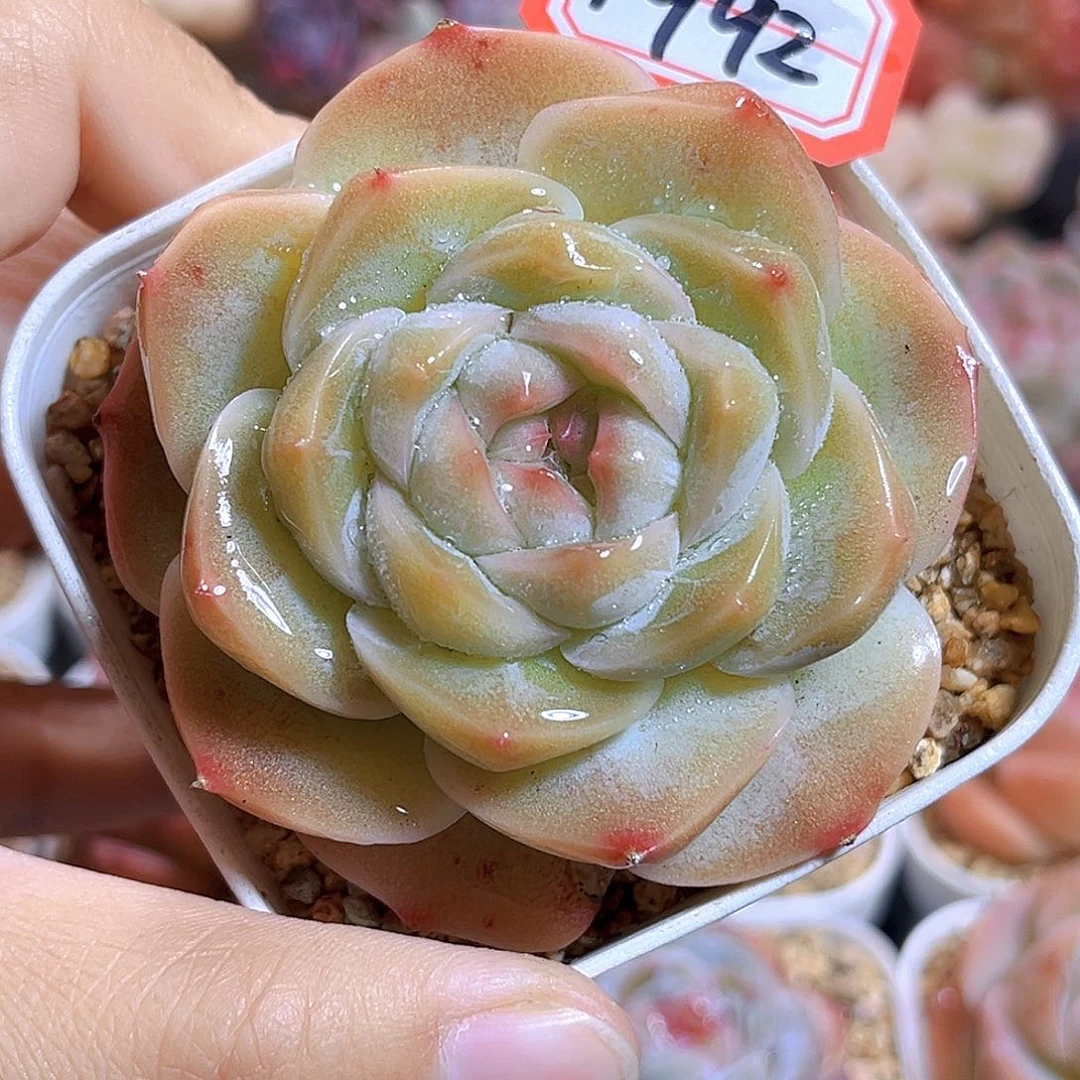 H992庄周  满18包邮