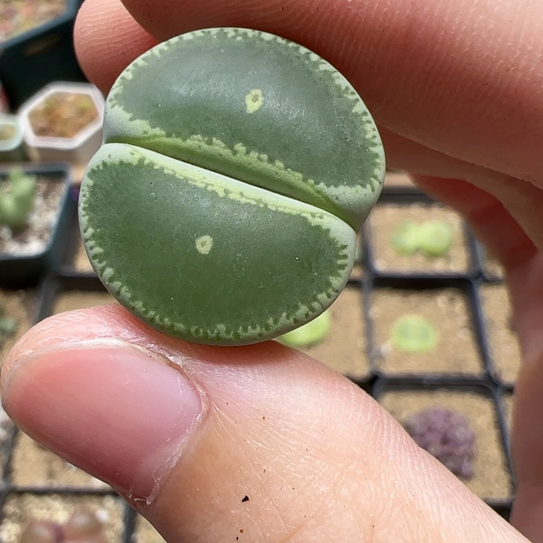 【闪购商品】190 秒