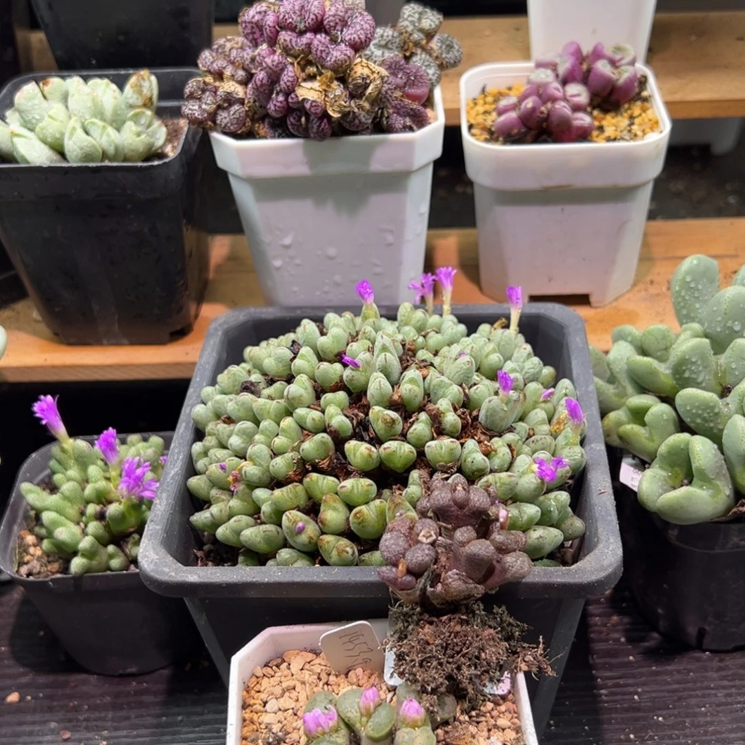 ～***～按个多肉植物1111111111111