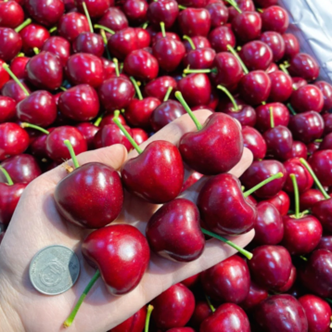大连美枣樱桃4J 超级甜 49.9一斤甜心